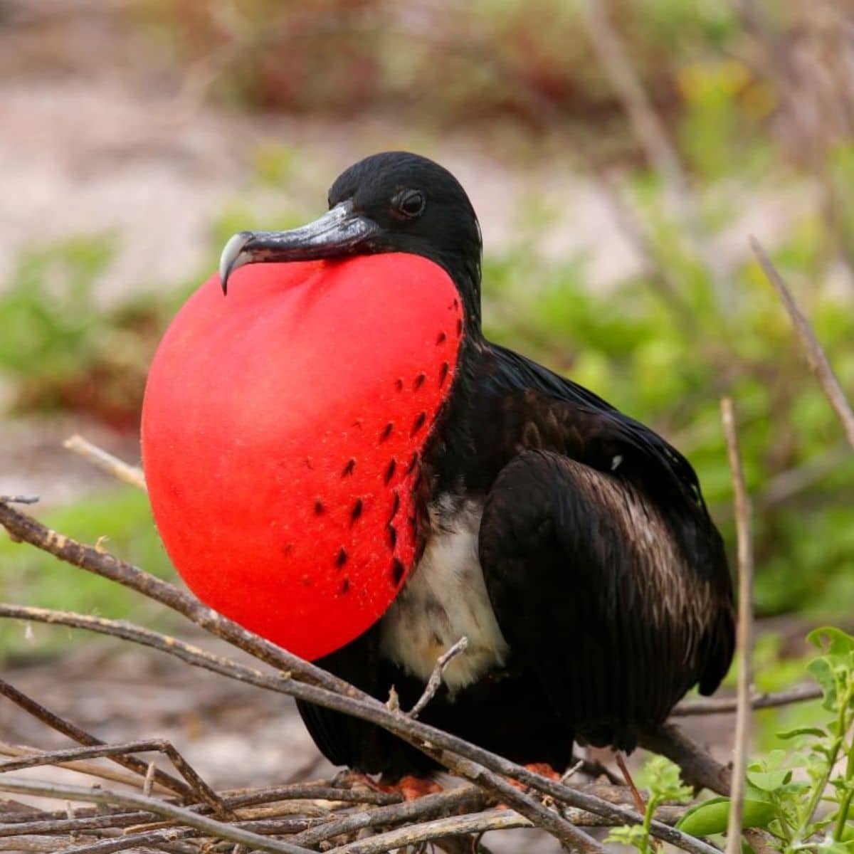 21 Birds That Puff Up Their Chests (Photos & Facts) Bird Nature