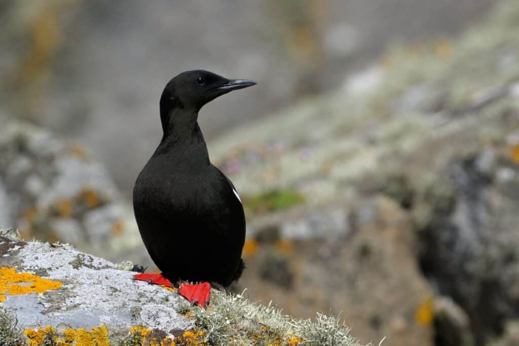 21 Birds That Can Dive Underwater (Photos & Facts) - Bird Nature