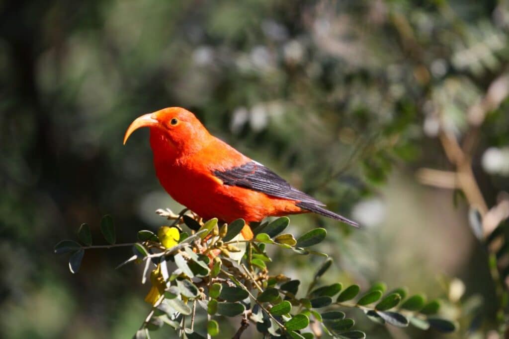 47 Interesting Birds with Orange Beaks (with Photos) Bird Nature