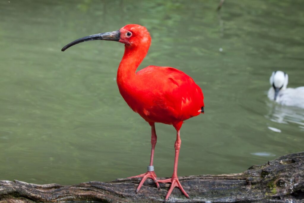 27 Stunning Tropical Birds (World List) - Bird Nature