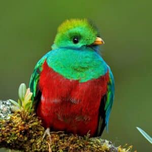 A beautiful Quetzal perched on a branch.