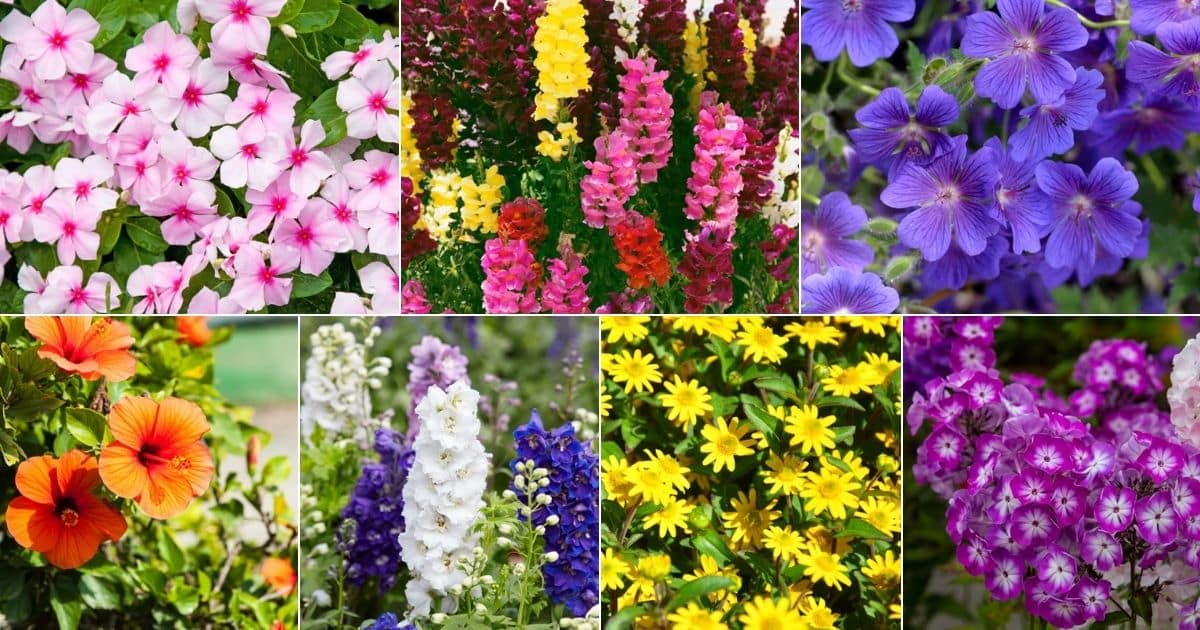 37 Flowers That Attract Hummingbirds (Full List) - Bird Nature