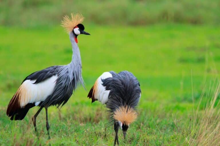 27 Stunning Tropical Birds (World List) - Bird Nature