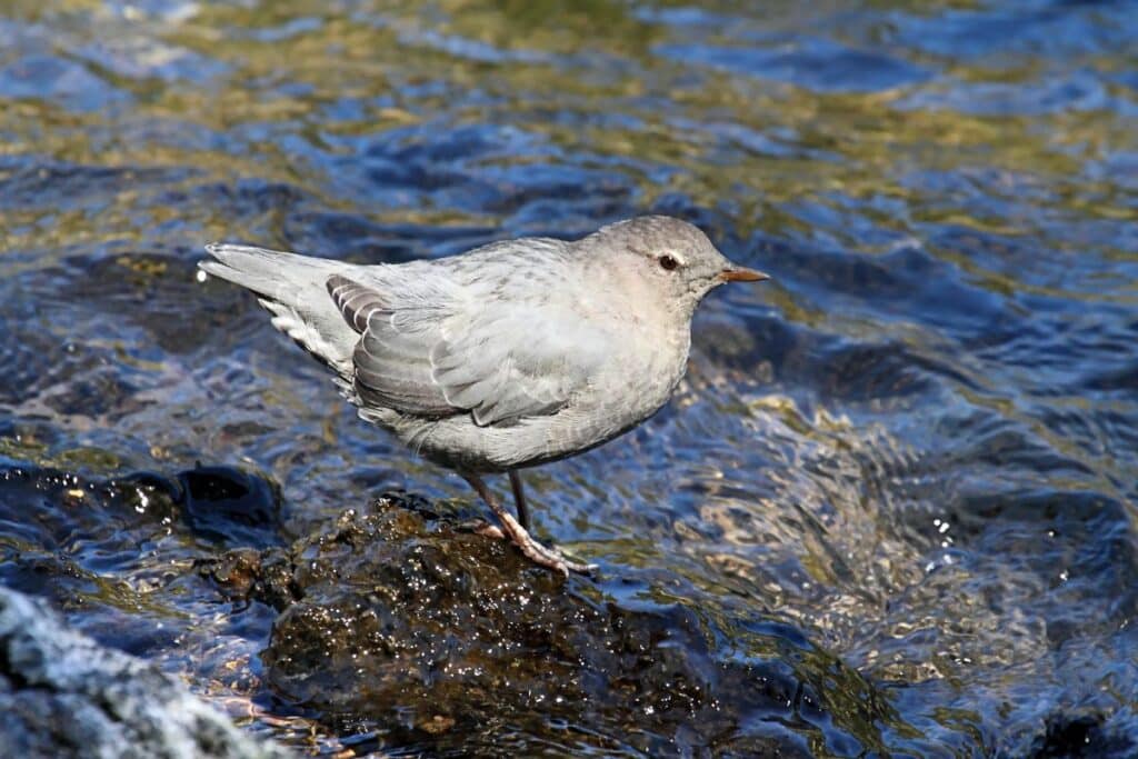 21 Birds That Can Dive Underwater (Photos & Facts) - Bird Nature