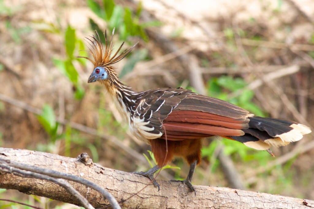 17 Majestic Birds That Can Swim (with Photos) - Bird Nature