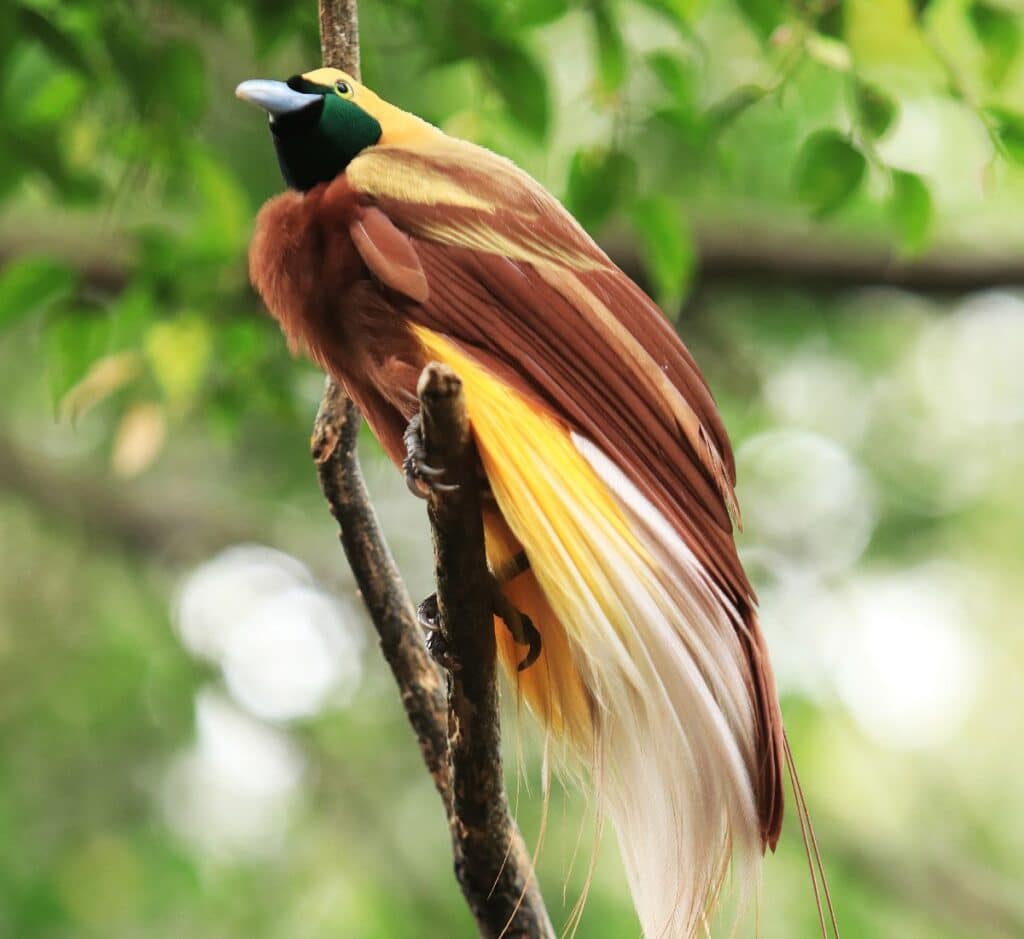 27 Stunning Tropical Birds (World List) - Bird Nature