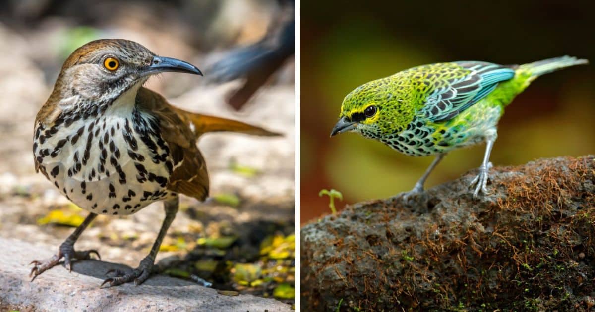 7 Birds With Speckled Chests (Stunning Photos) - Bird Nature