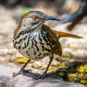 A beautiful Brown Trasher standing on a wooden board on a sunny day.