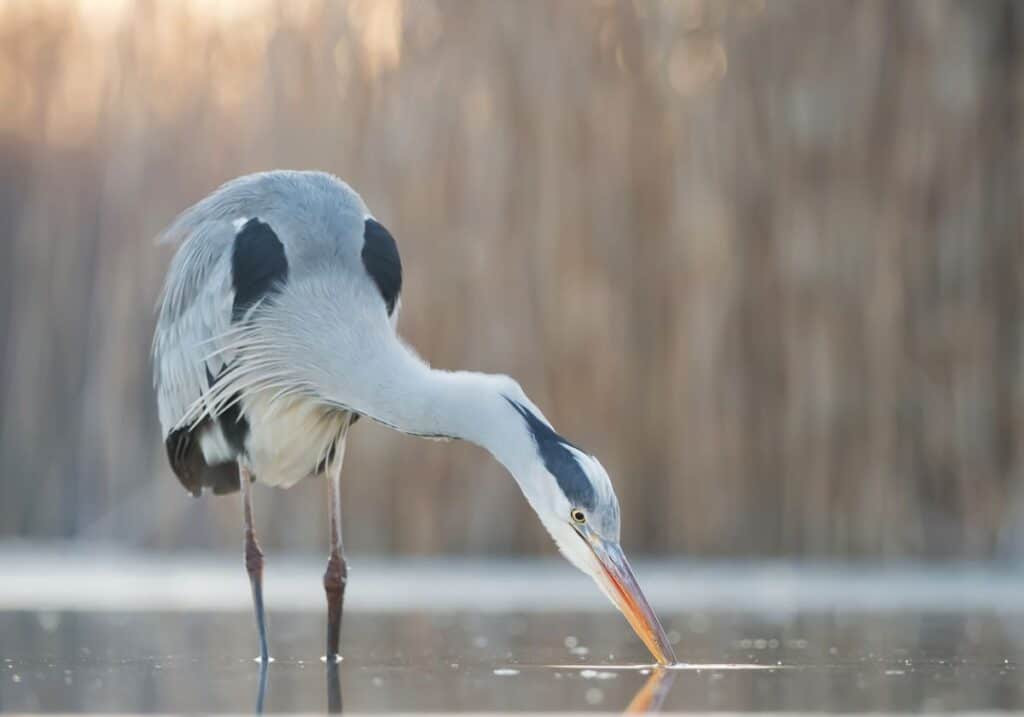 17 Birds Mentioned in the Bible ( with Photos) - Bird Nature