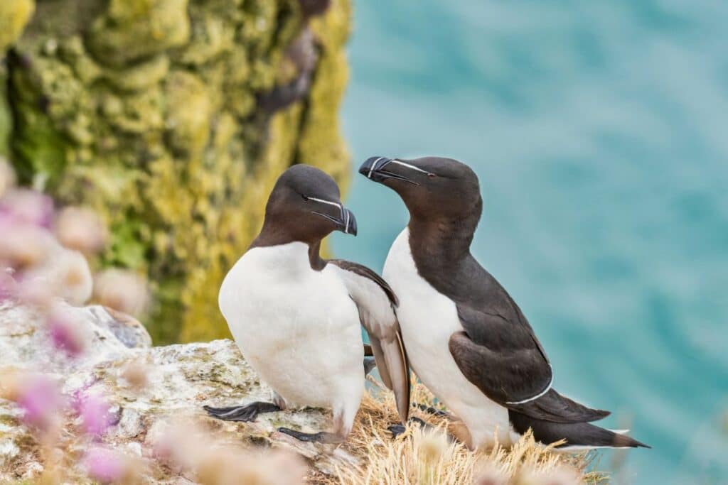 17 Majestic Birds That Can Swim (with Photos) - Bird Nature