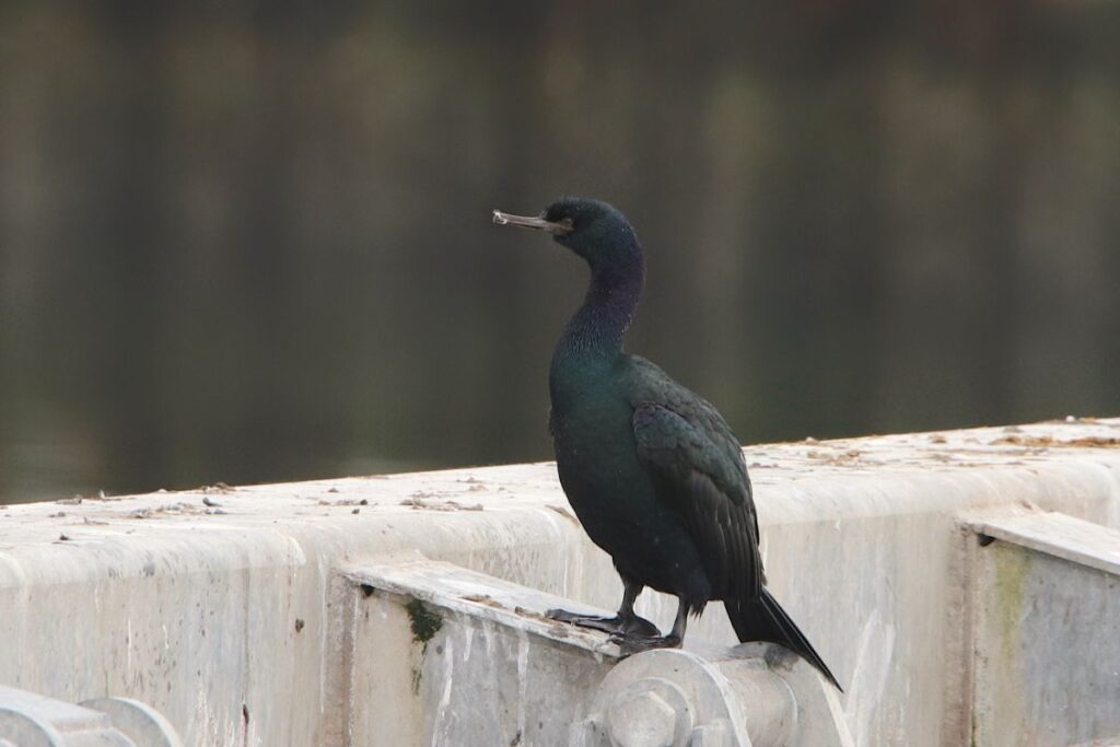 21 Birds That Can Dive Underwater (Photos & Facts) - Bird Nature