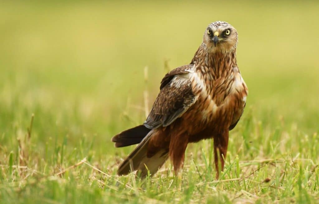 Can Birds Change Gender? And 5 Other Surprising Facts - Bird Nature