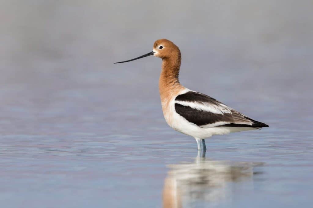 11 Magnificent Ground Nesting Birds (With Photos) - Bird Nature