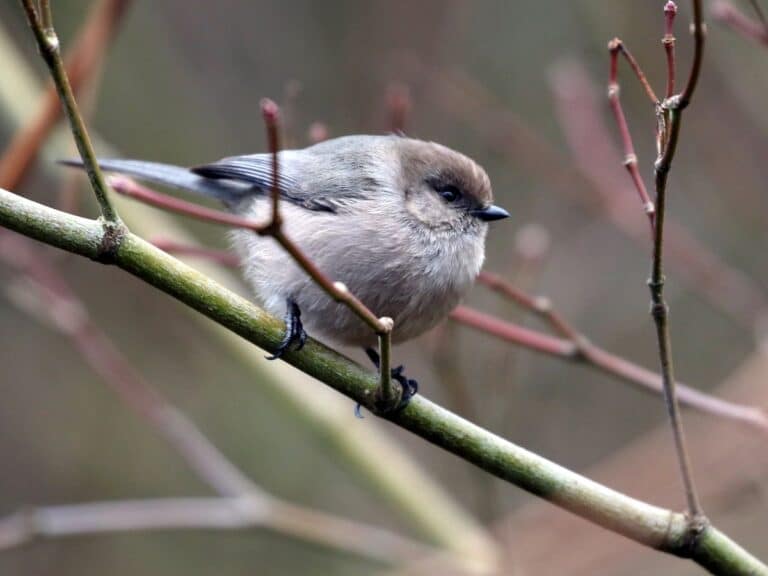 11 Birds That Build Beautiful Hanging Nests (With Photos) - Bird Nature