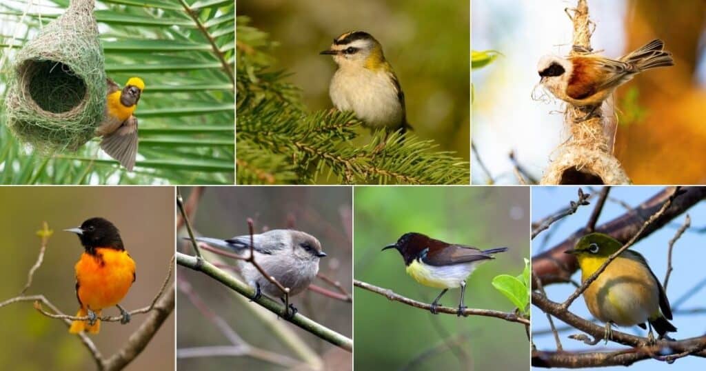 11 Birds That Build Beautiful Hanging Nests (With Photos) - Bird Nature