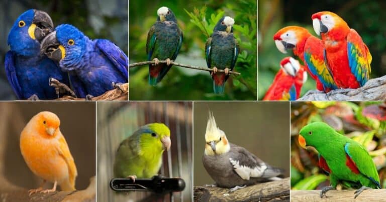 17 Birds That Can Be Kept Without Cage (Photos Included) - Bird Nature