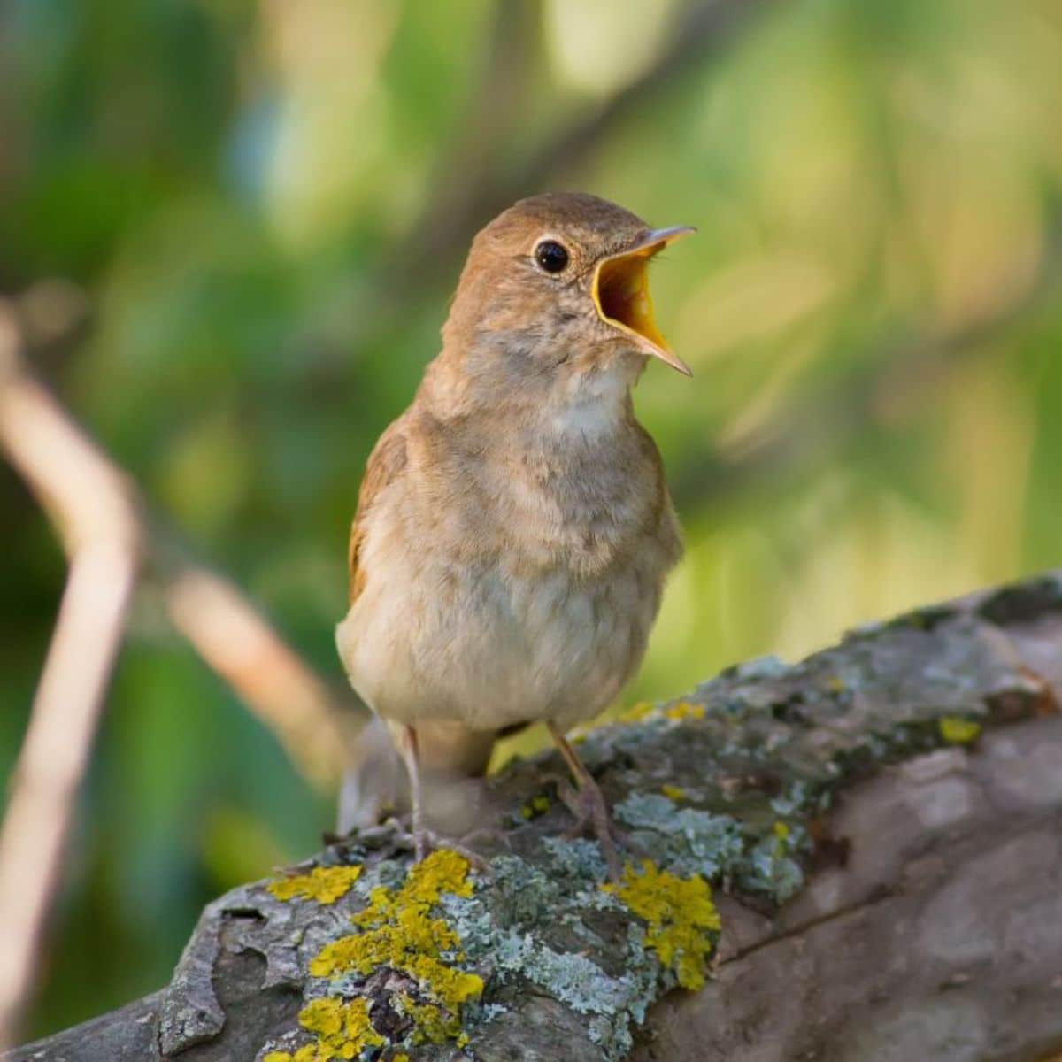 17-birds-that-love-to-sing-at-night-audio-samples-included-bird-nature