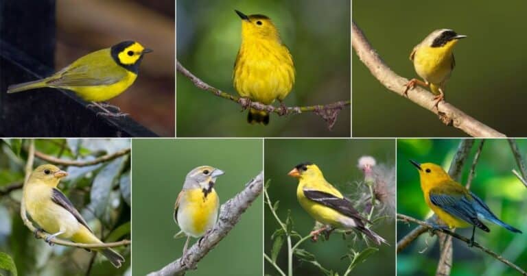 37 Types of Yellow Birds in Georgia (Photos Included) - Bird Nature