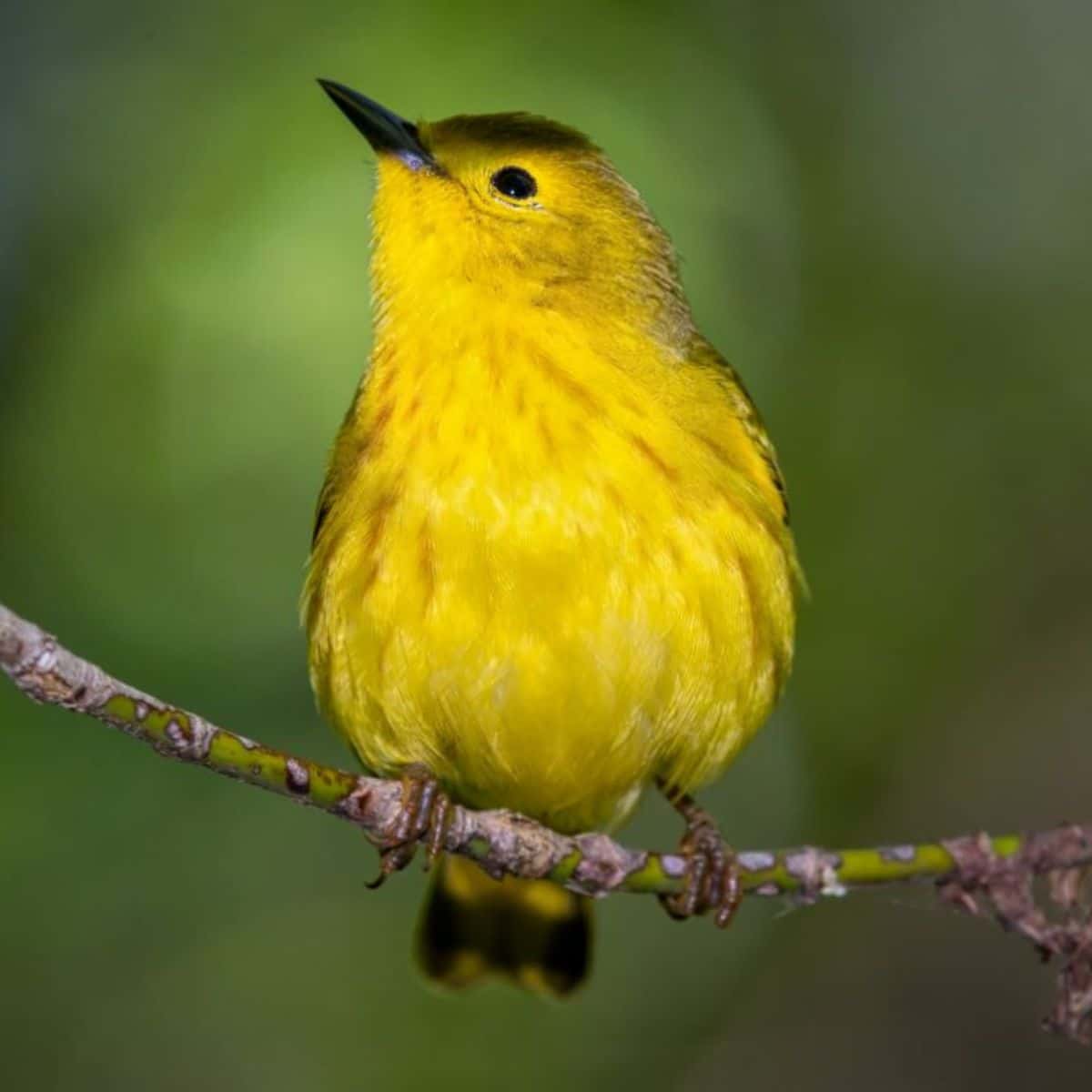 37 Types of Yellow Birds in Georgia (Photos Included) - Bird Nature