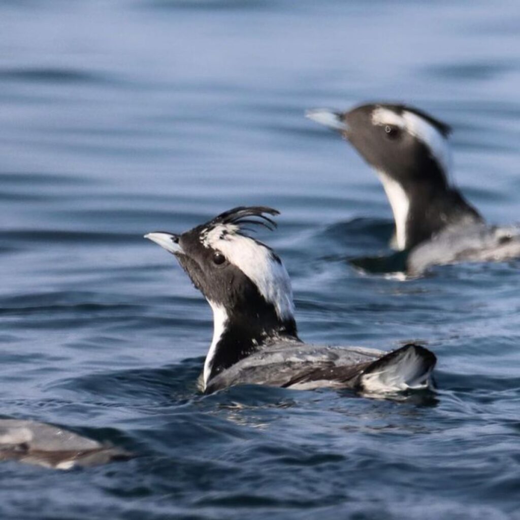 7 Birds That Look Like Penguins But They’re Not - Bird Nature