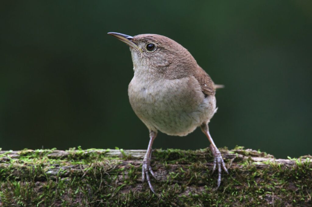 21 Birds That Eat Mosquitoes (& How To Attract Them) - Bird Nature