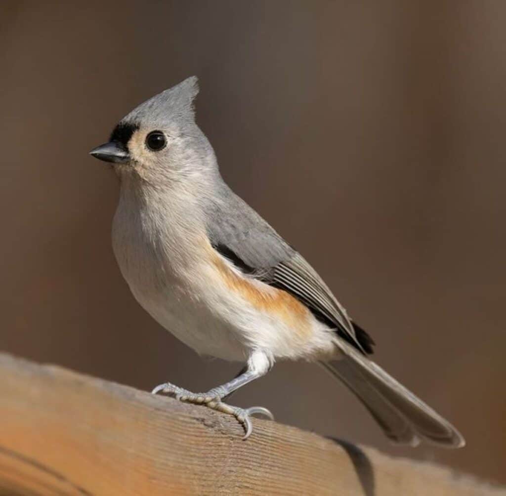 These Are 11 Birds That Nest in Your Chimneys (Tips & Photos) - Bird Nature